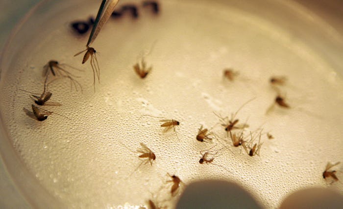 Mosquito traps coming up positive for West Nile virus in Denton County